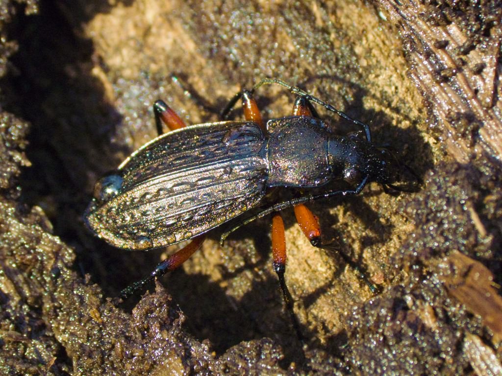 granulatus Linne, 1758